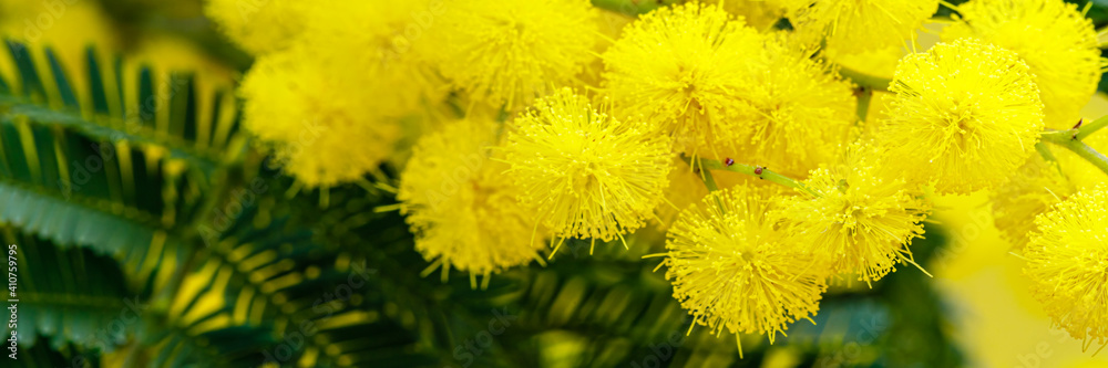 Obraz premium Holiday spring banner with gold mimosa blossom. 8 March Women Day Card. Acacia dealbata golden bloom. Yellow mimosa flower.