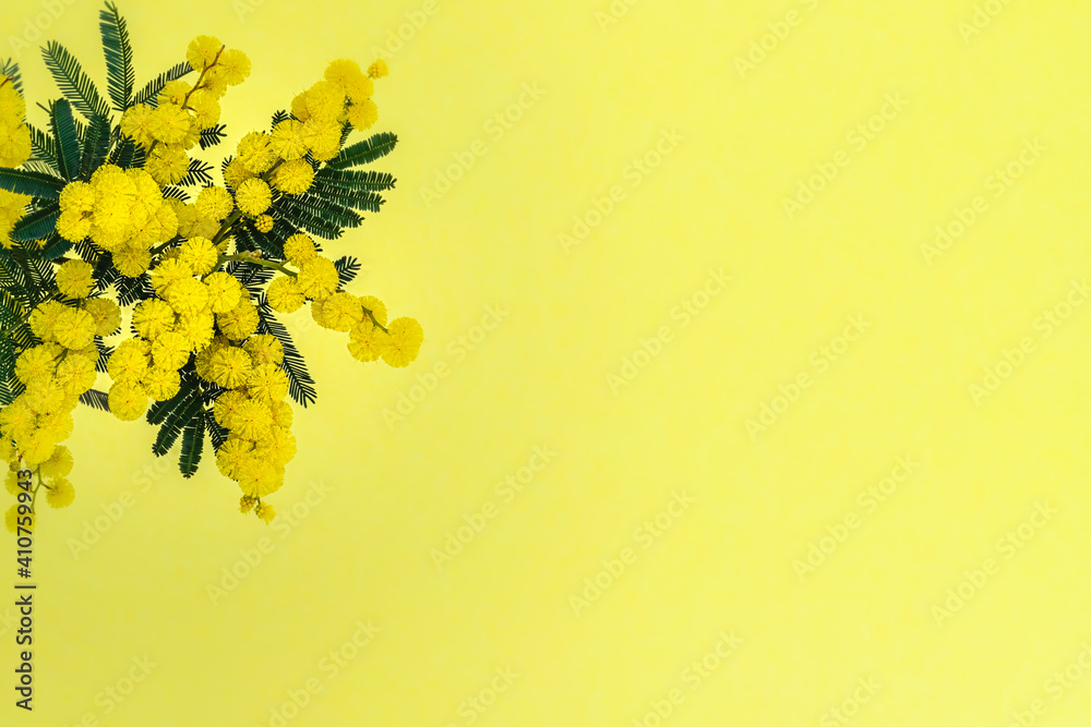 Obraz premium 8 March Women Day Card. Acacia dealbata golden bloom. Yellow mimosa flower.