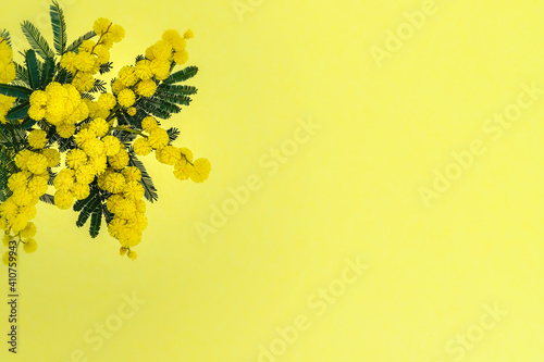  8 March Women Day Card. Acacia dealbata golden bloom. Yellow mimosa flower.