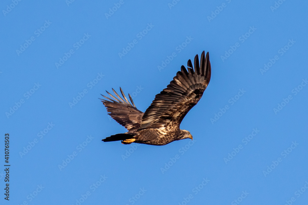 Obraz premium eagle in flight