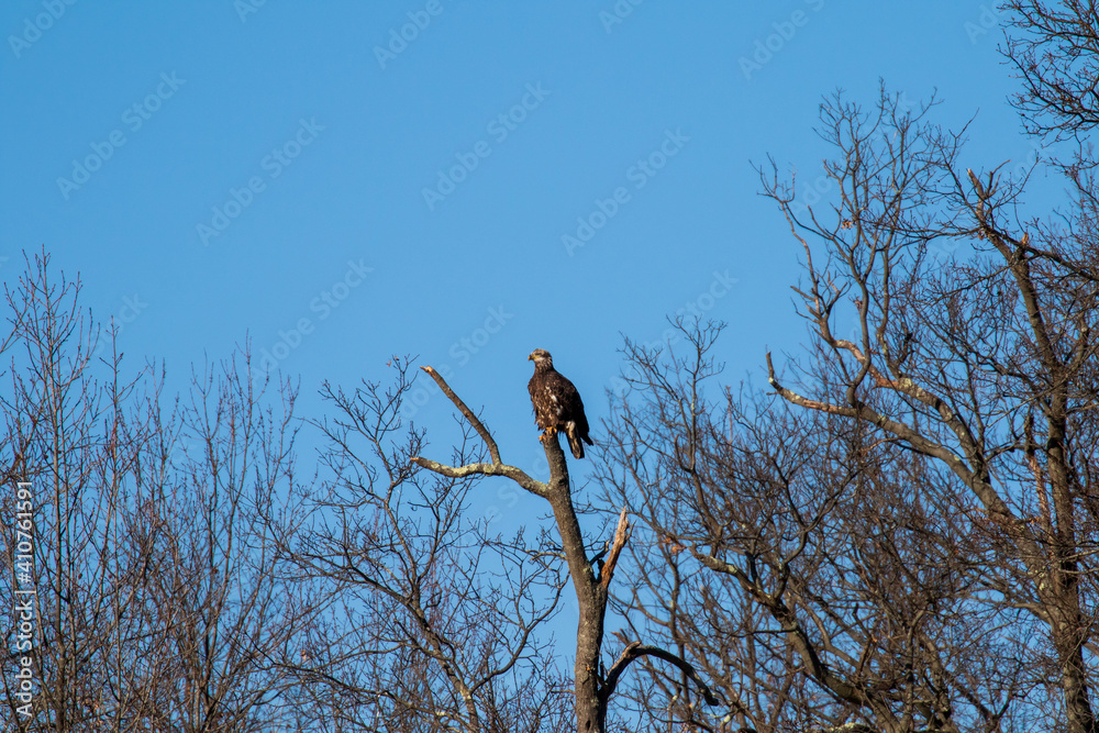 eagle perched eagle perched