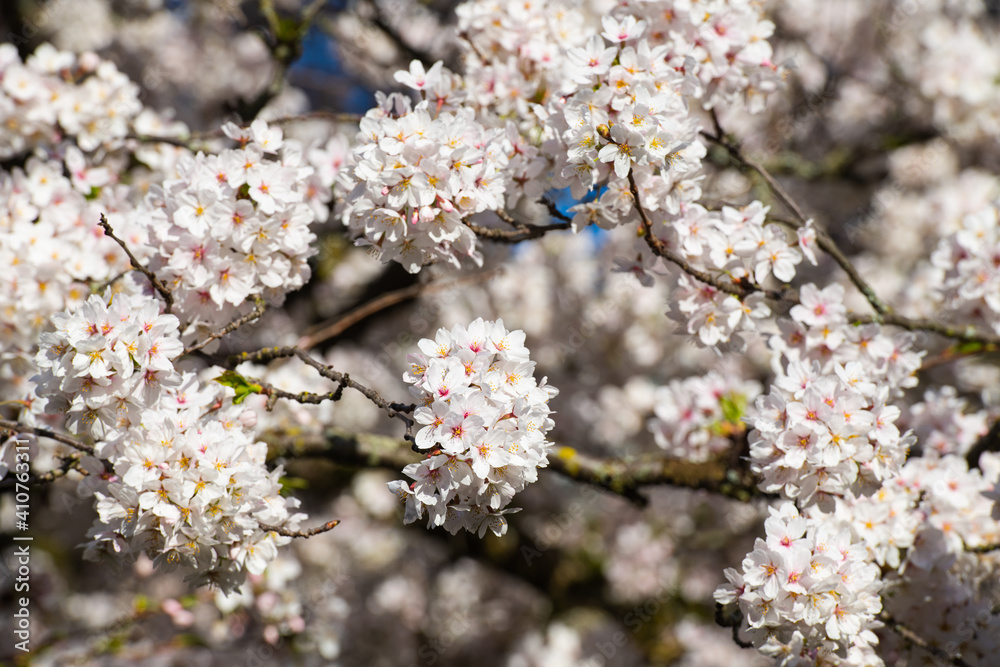 Large group of charry blossom hanging from Yoshino tree Large group of charry blossom hanging from Yoshino tree
