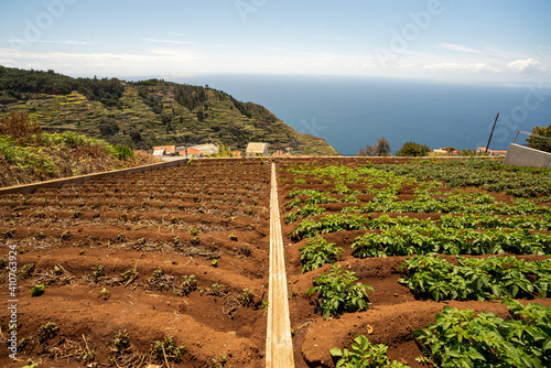 Lovely sea views over meadows and terraced cultivations to the Atlantic Ocean from the heights of the maderian levadas  photo