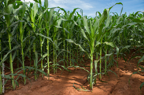 Corn crop growing healthy on red soil. Zea Mays is the plant's scientific name