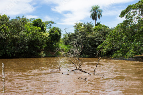 Tree on the river Sao Lourenco  green vegetation and muddy water