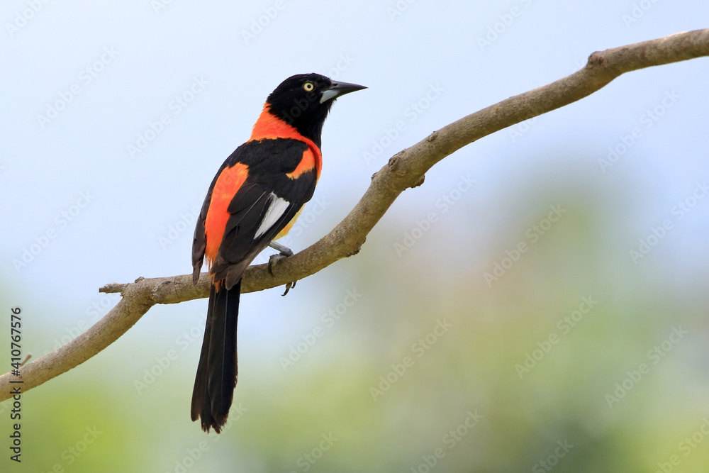 Fototapeta premium Campo Troupial ((Icterus jamacaii) perched on a log under an unfocused background