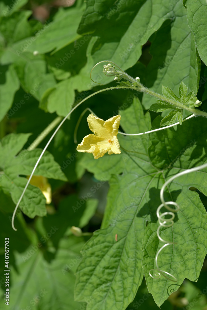 Fototapeta premium 瓜の花