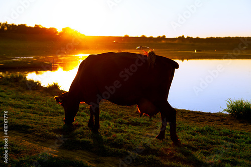 Cow grazing on the riverside in the twilight © russieseo
