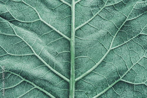 Fotomurale Green burdock leaves texture background. Close-up, macro