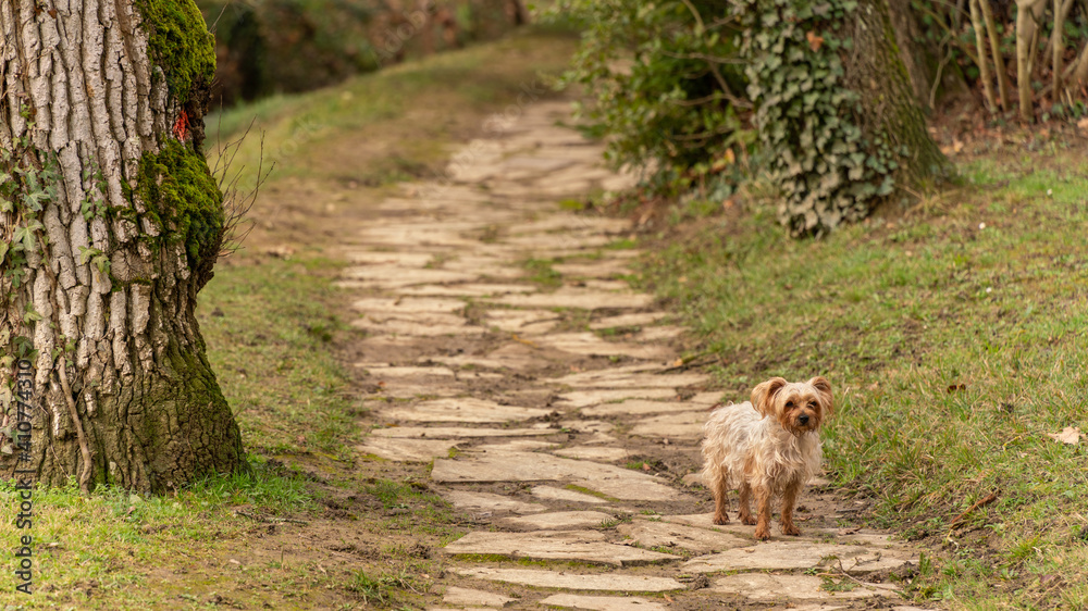 Young female Yorkshire terrier dog on a stone path in the middle of nature Young female Yorkshire terrier dog on a stone path in the middle of nature