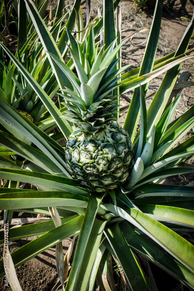 Frutos, árboles y sembríos