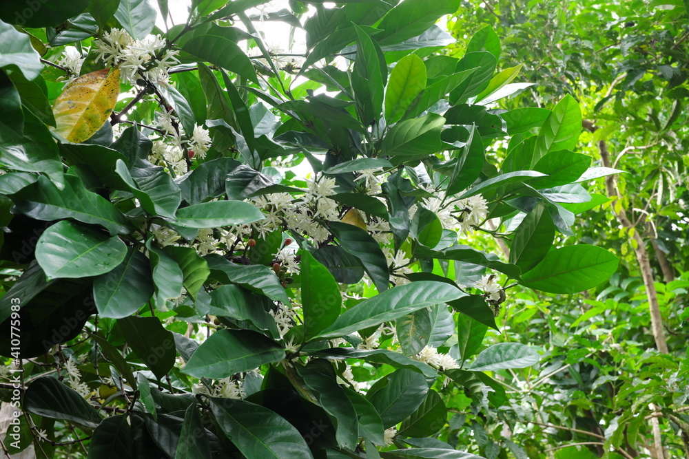 Selective focus of beautiful blooming or flowering white coffee tree flowers of liberica kape barako variety at morning in the Philippines. Selective focus of beautiful blooming or flowering white coffee tree flowers of liberica kape barako variety at morning in the Philippines.
