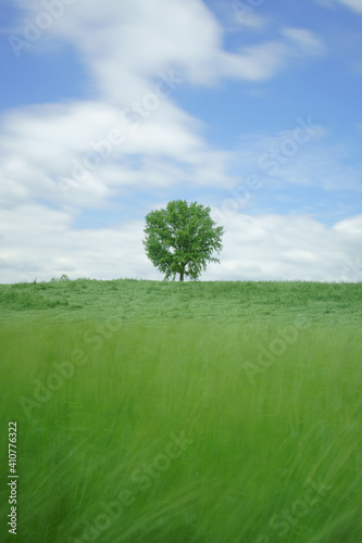 tree on a green field