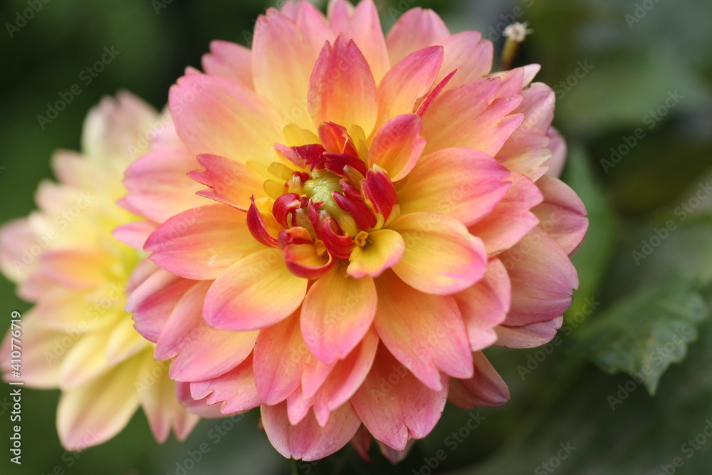 Pink and Yellow Dahlia Pink and Yellow Dahlia