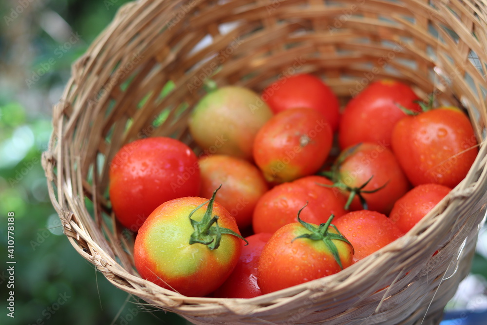 Several tomatoes in the basket,close up. Several tomatoes in the basket,close up.