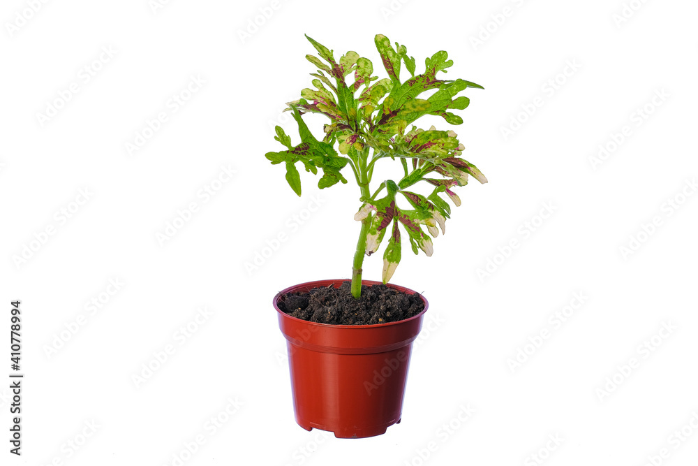 Beautiful coleus solenostemon plant isolated on white bckground Beautiful coleus solenostemon plant isolated on white bckground