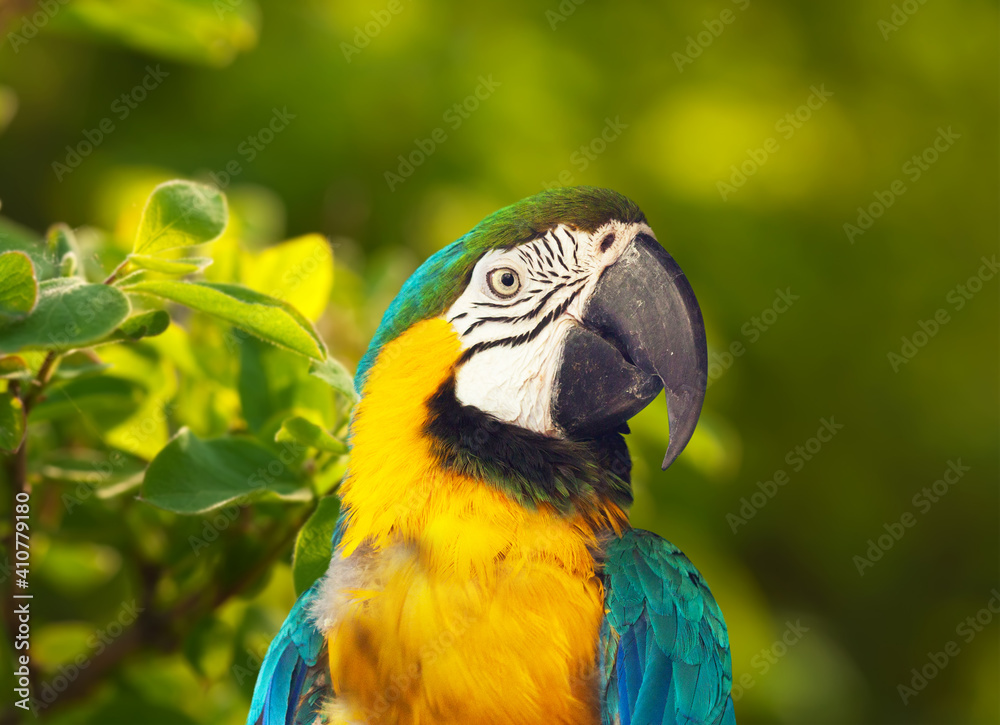 Macaw papagay (Ara chloropterus) at nature