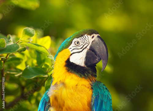Macaw papagay  Ara chloropterus  at nature