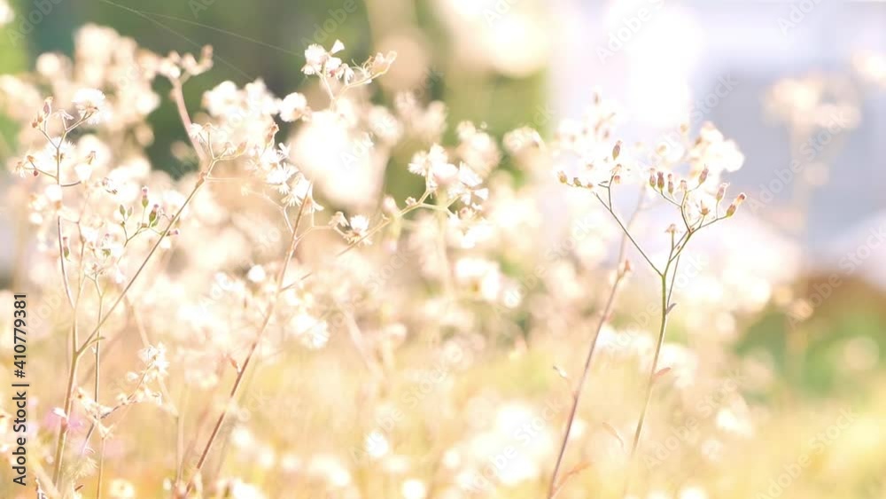 meadow with flowers meadow with flowers