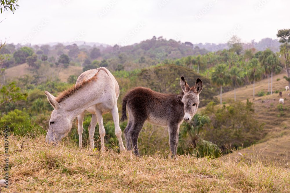 Donkey mom Donkey mom