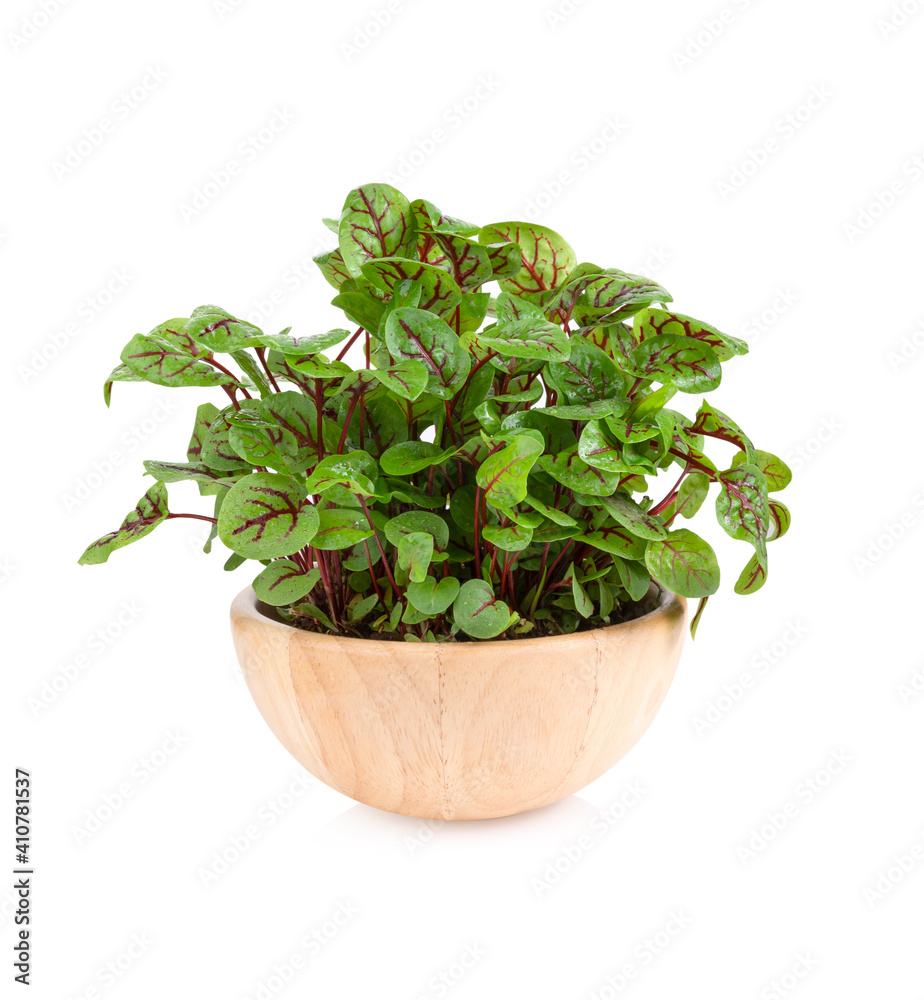 Living Sprout Red Sorrel on white background Living Sprout Red Sorrel on white background