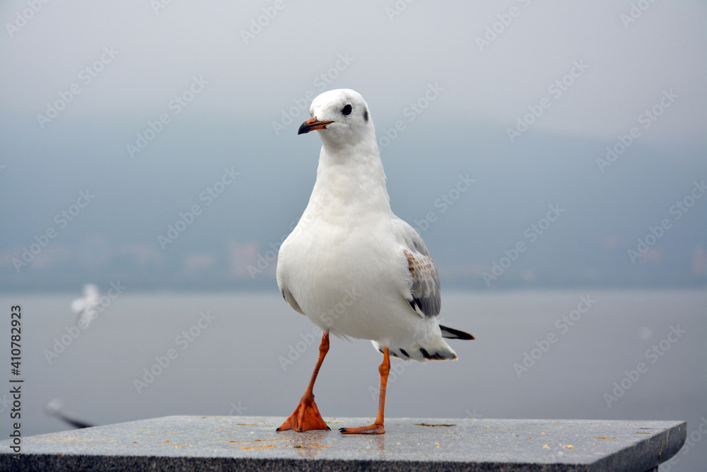 One larus ridibundus with orange feet standing on the platform in cloudy day One larus ridibundus with orange feet standing on the platform in cloudy day