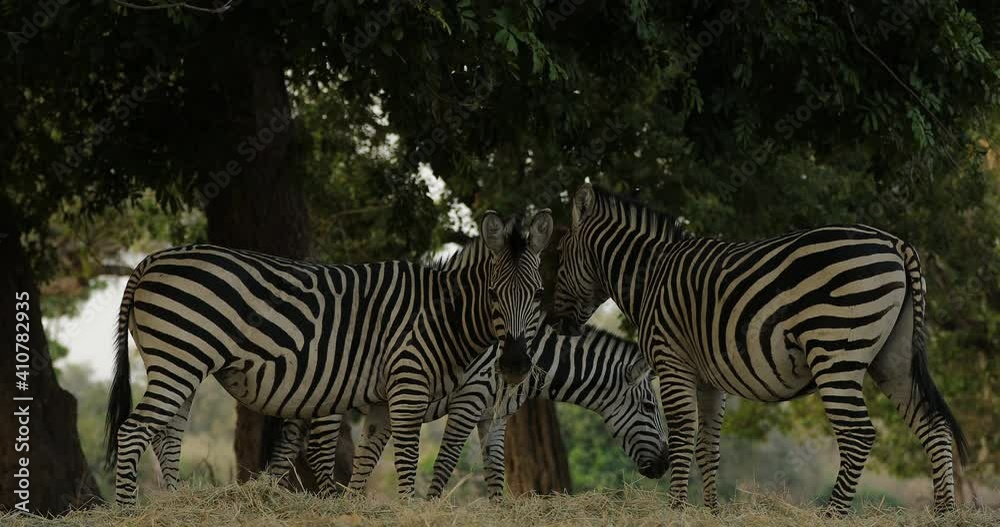 Plains zebra, Equus quagga, in the green forest nature habitat, hidden in the leaves, Kruger National Park, South Africa. Wildlife scene from African nature. Zebra sunset with trees. Plains zebra, Equus quagga, in the green forest nature habitat, hidden in the leaves, Kruger National Park, South Africa. Wildlife scene from African nature. Zebra sunset with trees.