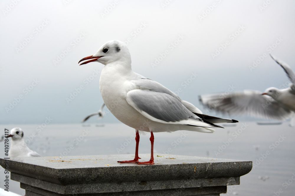 Fototapeta premium A white larus ridibundus with grey wings standing on the platform