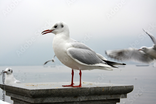 A white larus ridibundus with grey wings standing on the platform
