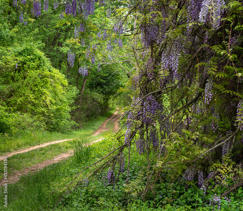 Wisteria Lined Walking Path in Dense Lush Green Forest in Spring