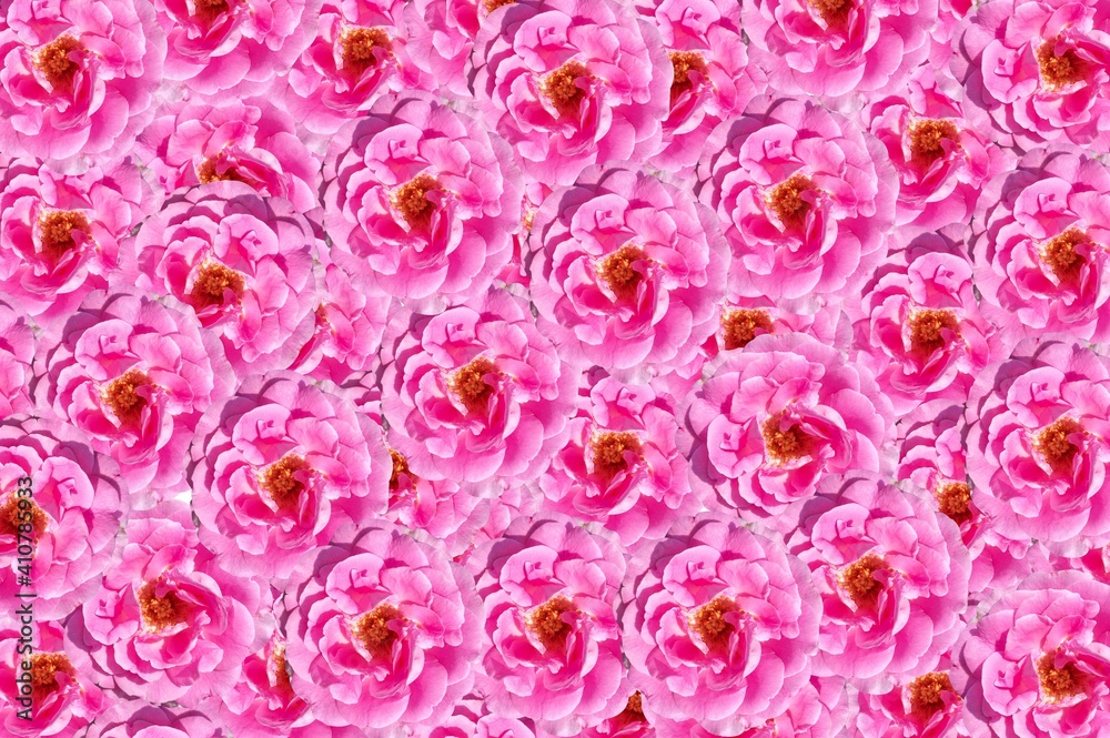 Obraz premium pink rose flower pattern background