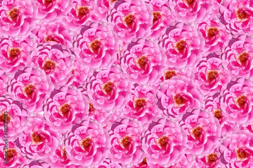 pink rose flower pattern background