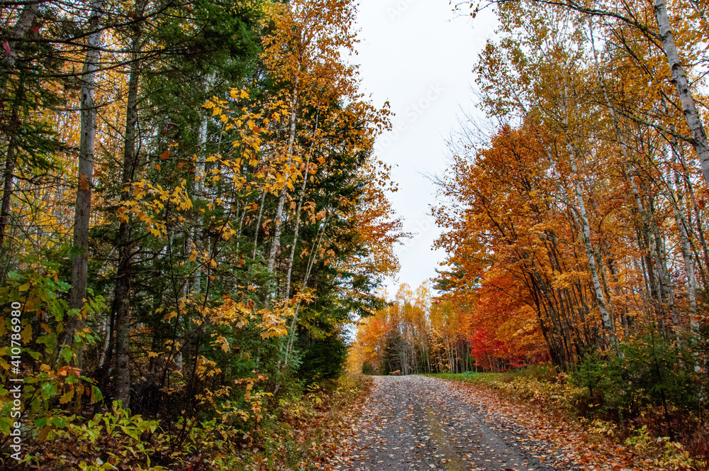 Dirt road through forest