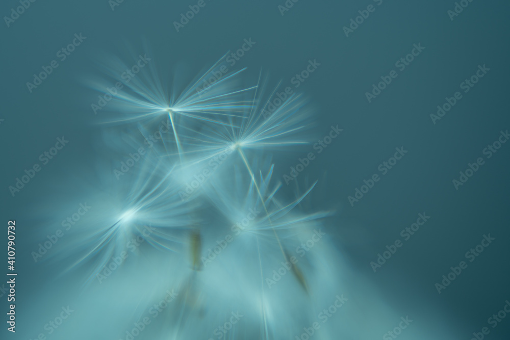 Fototapeta premium Dandelion dreams landscape