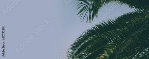 Palm leaves on a blue sky background. A beach vacation and travel, tropical summer. Nature protection and ecology. Freedom. coconut palm tree on sky background at summer