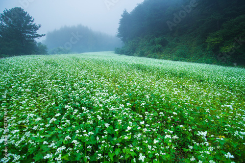 Obraz na płótnie field with flowers