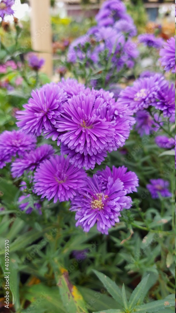 purple flowers in the garden purple flowers in the garden