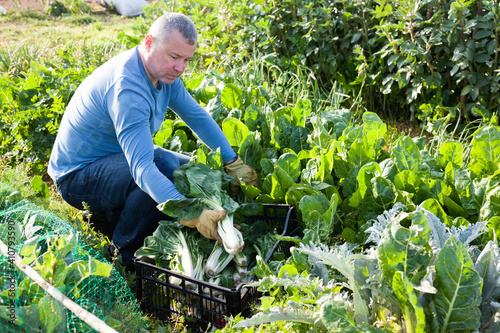 Male gardener picking mangold while gardening in outdoor garden at sunny day © JackF