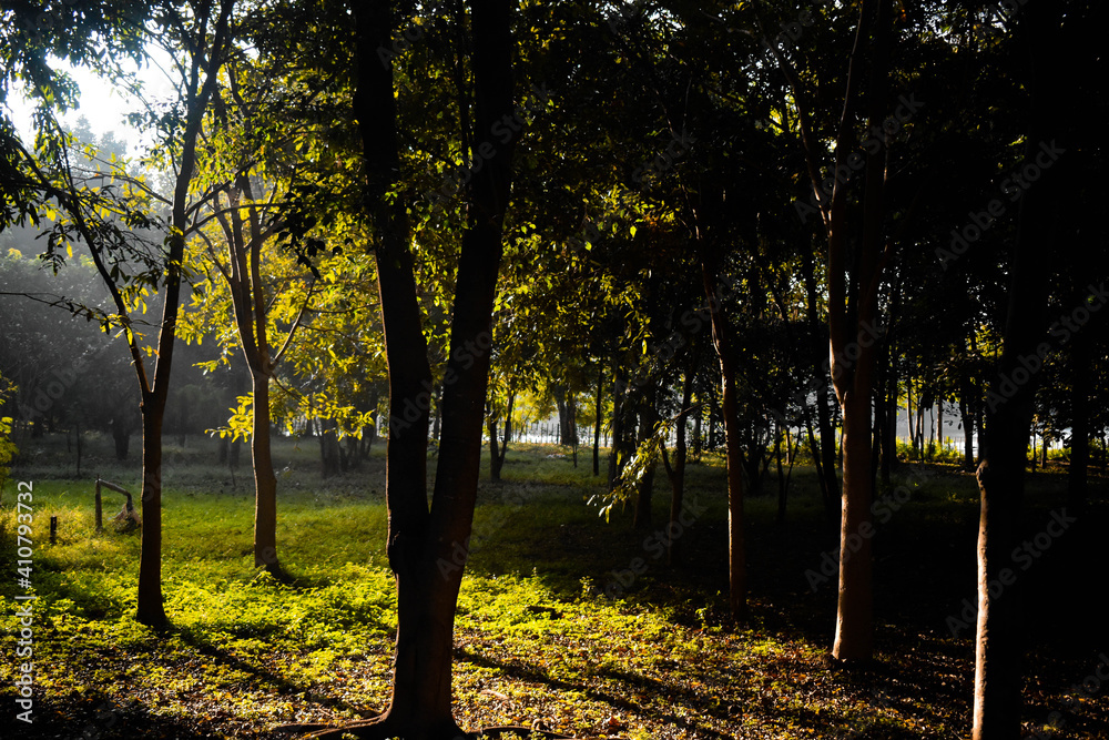 Fototapeta premium Sun rays passing through the trees in a park