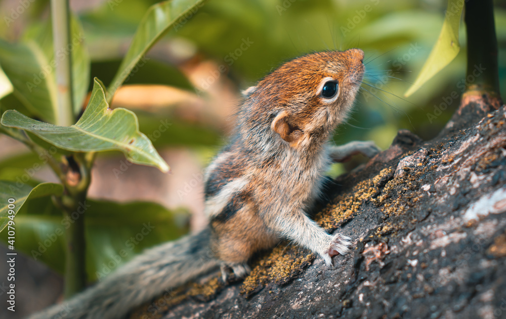 Cute and adorable small-boned newly born squirrel baby struggling hold on to a big mango tree, three stripes on the back, and furry skin. Close up wild animal portraiture photographs. Cute and adorable small-boned newly born squirrel baby struggling hold on to a big mango tree, three stripes on the back, and furry skin. Close up wild animal portraiture photographs.