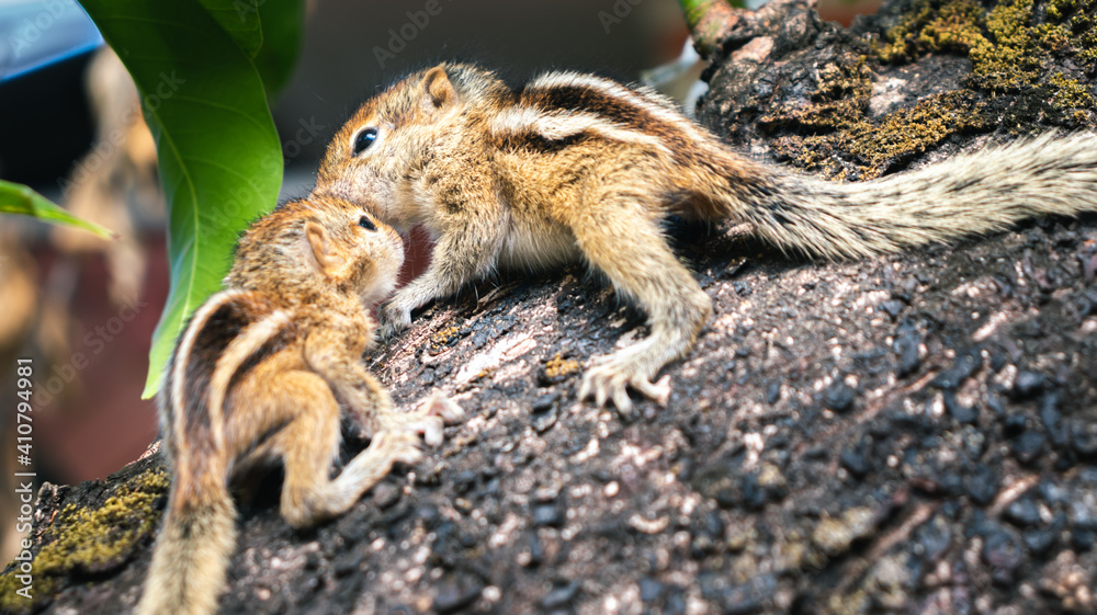 Cute baby squirrel babies climbing a mango tree, explore and adapt to nature. Abandoned by parents, three-striped newly born squirrel siblings, togetherness concept, caring for each other.