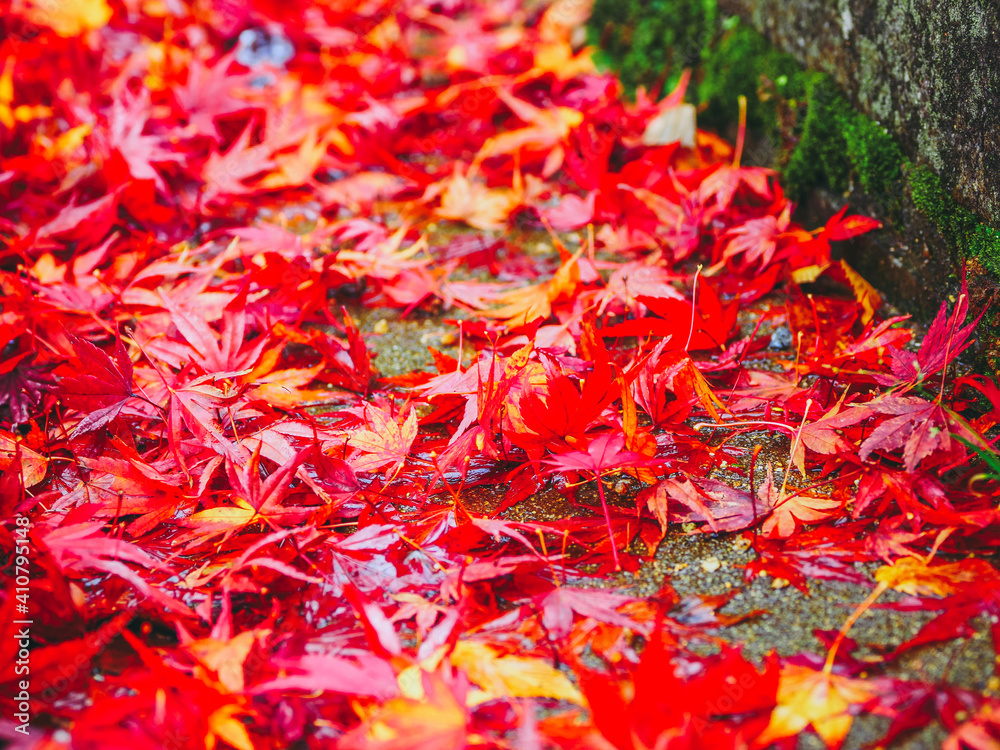 紅葉するモミジの葉 紅葉するモミジの葉