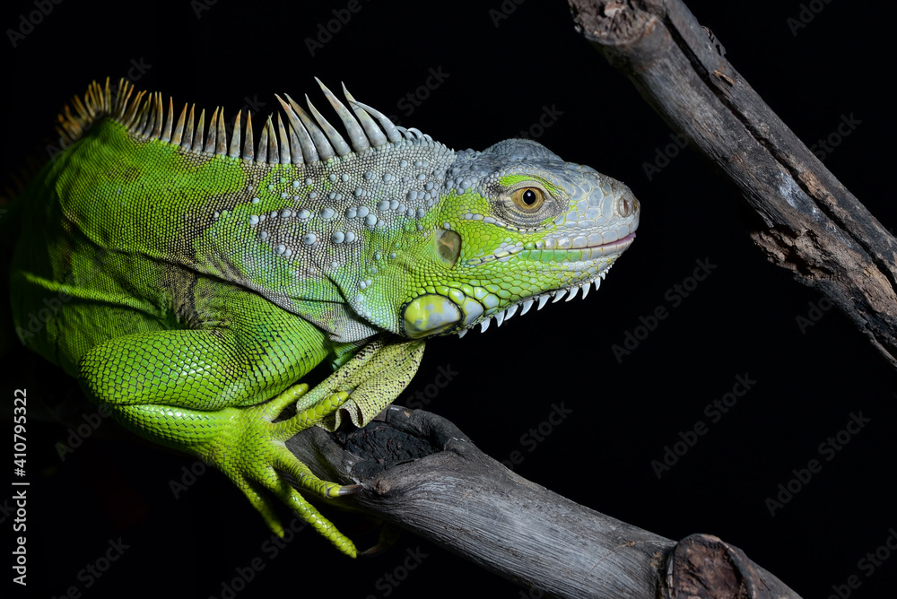 Fototapeta premium The green iguana in black background