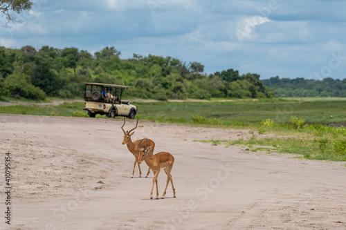 Fototapeta Naklejka Na Ścianę i Meble -  Two African impala walking in the sand with tourist jeep in the background