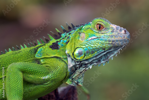 Close up photo of the green iguana