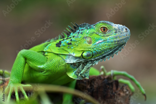 Close up photo of the green iguana © shirly