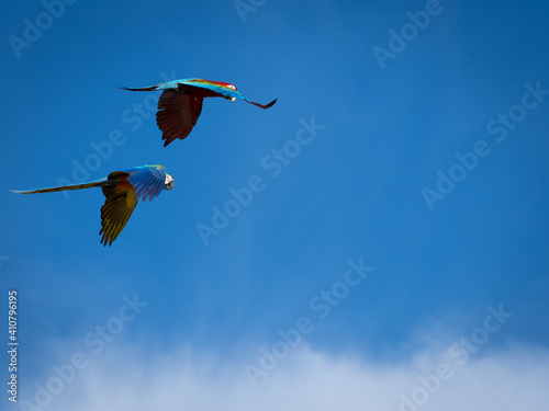 Beautiful macaw (Blue and Yellow Macaw) flies freely in the blue sky.
