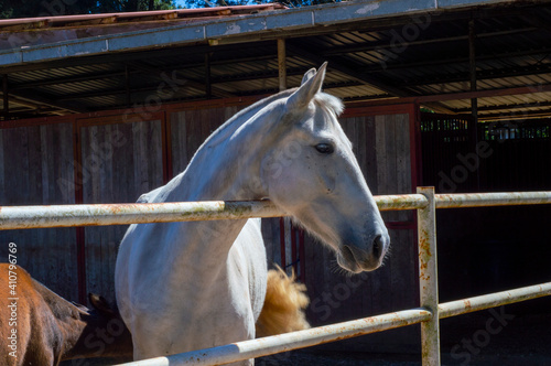 Pretty and lovely horse in the stable looking at her food and friends having some fun at the farm. © Francisco_63