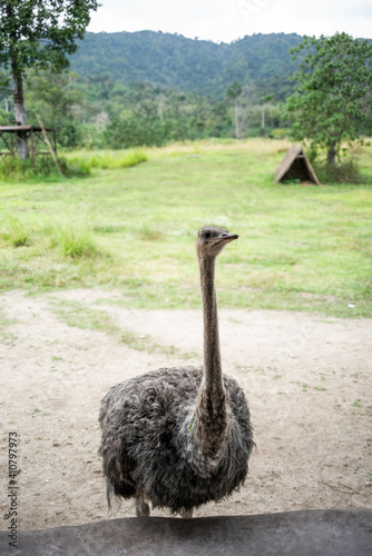 Close-Up of ostrich - Stock Photo