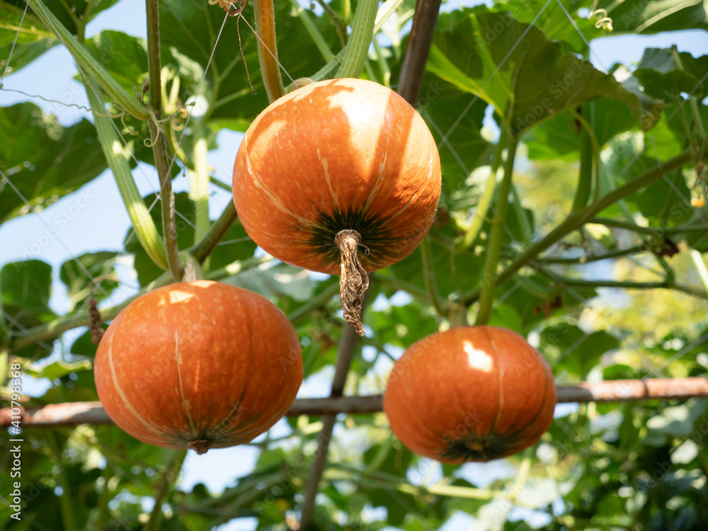 Obraz premium Pumkin field with different type.